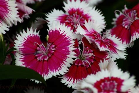 The Symbolism of Scorching Witch Dianthus in Modern Culture